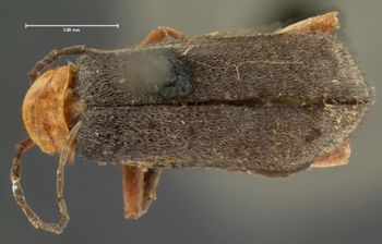 Media type: image;   Entomology 3417 Aspect: habitus dorsal view